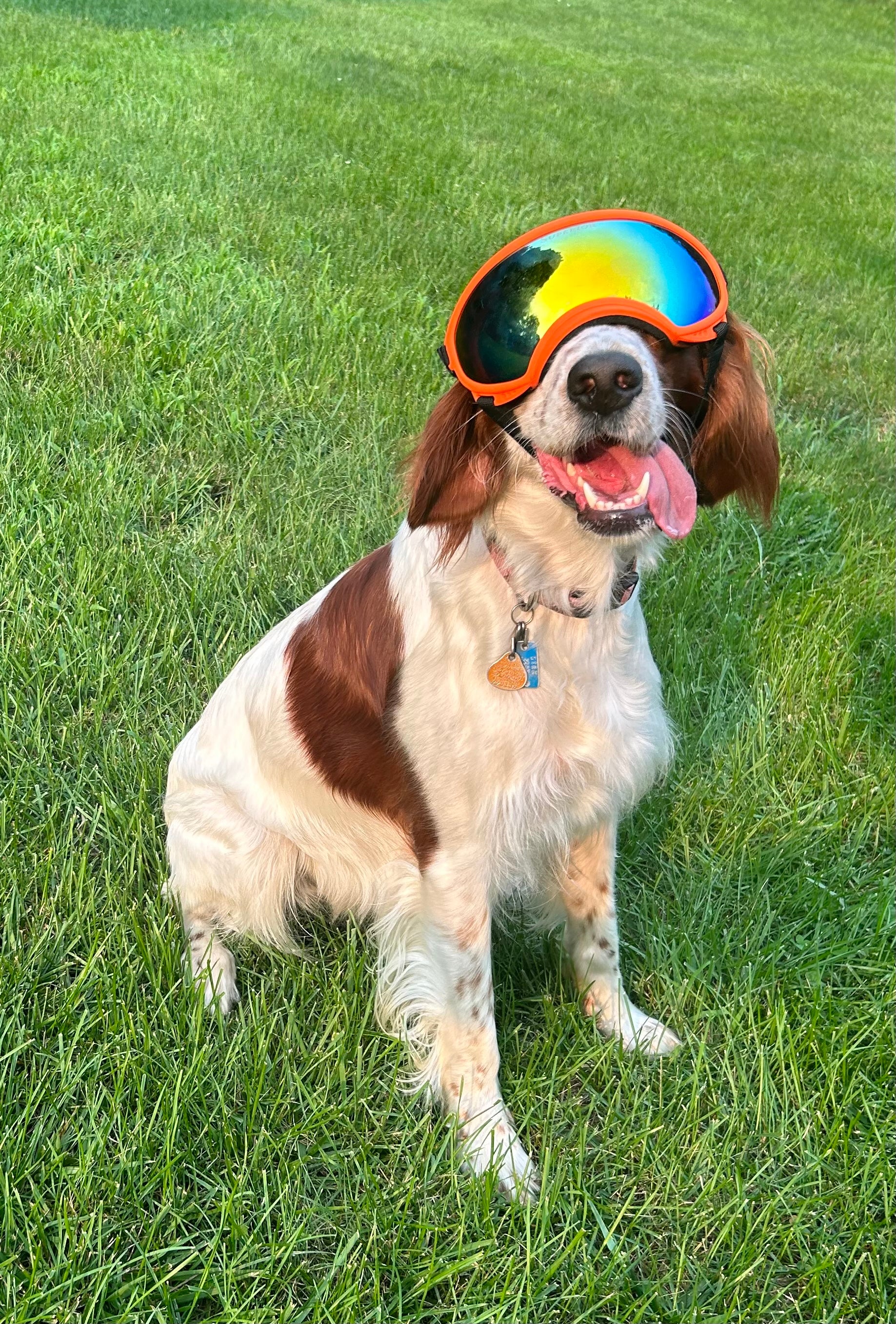DOGGLÉS (Big)