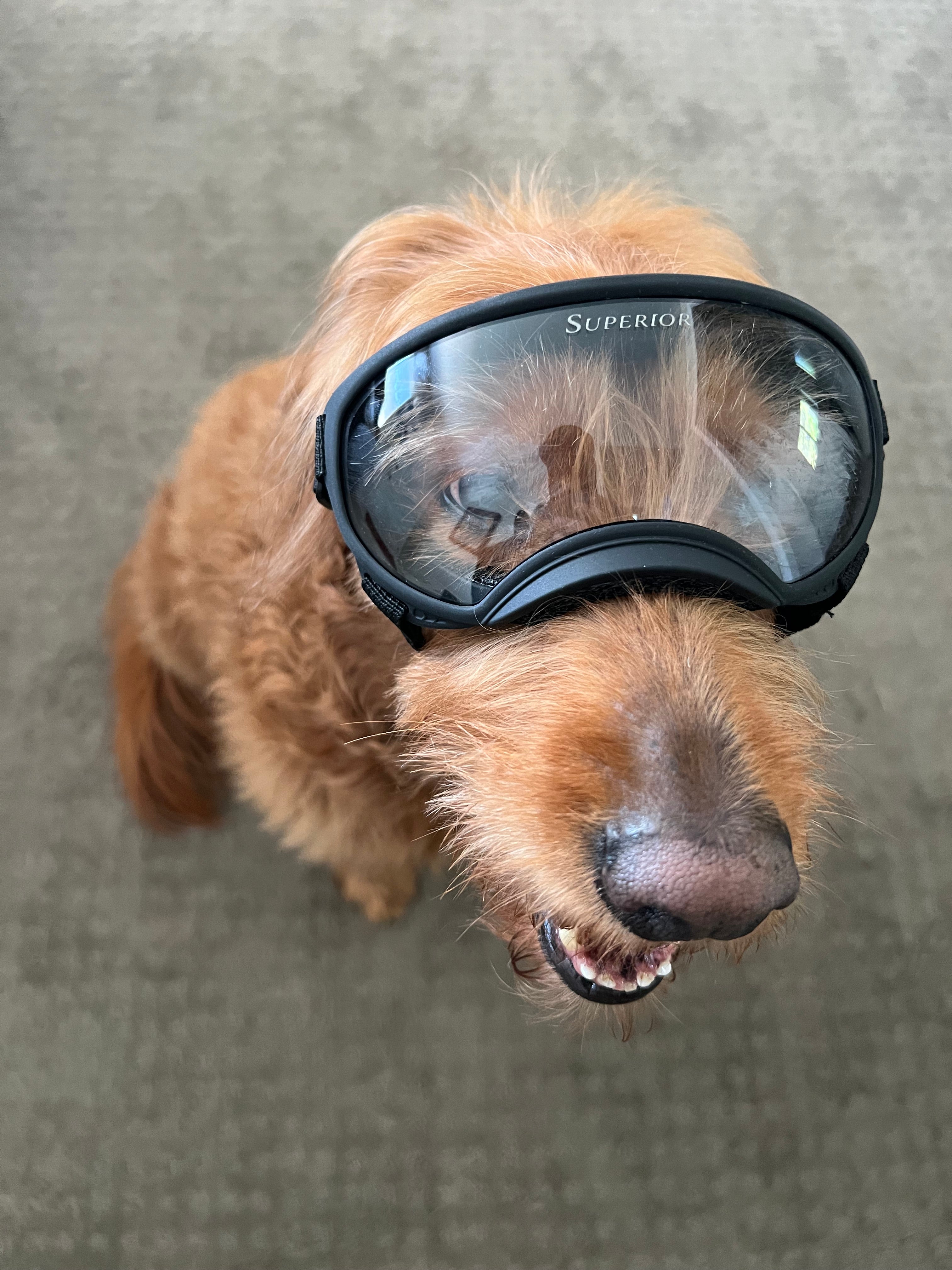 DOGGLÉS (Big)