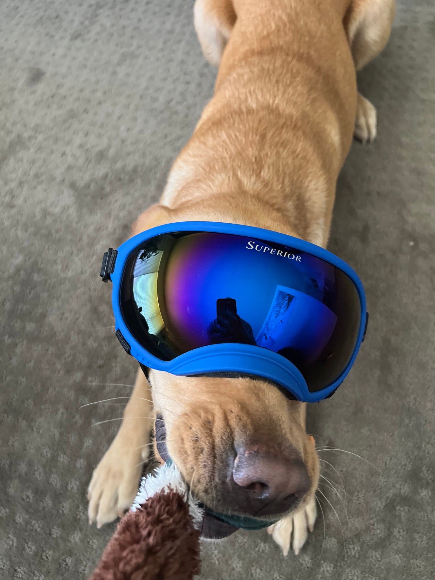 labrador goggles DOGGLÉS – Superior Optic